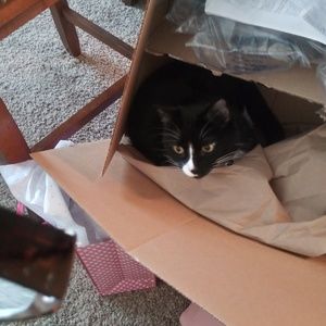 Meet your Posher, Elizabeth